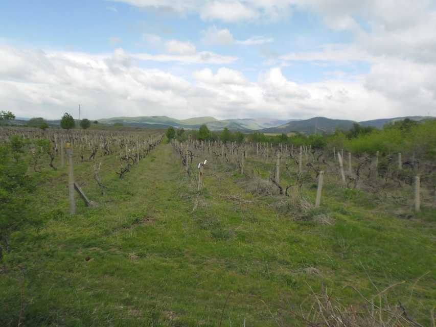 Земеделска земя в Мътеница