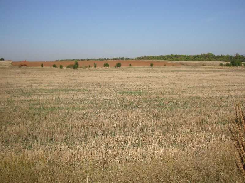 Земеделска земя Григорево
