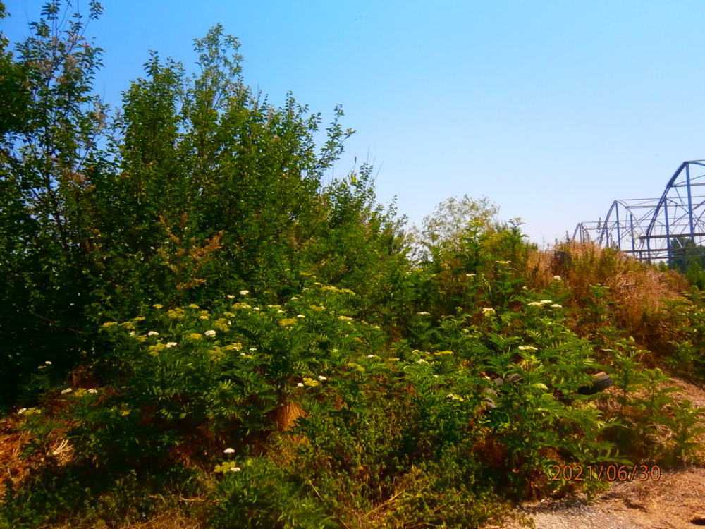 Парцел Видин