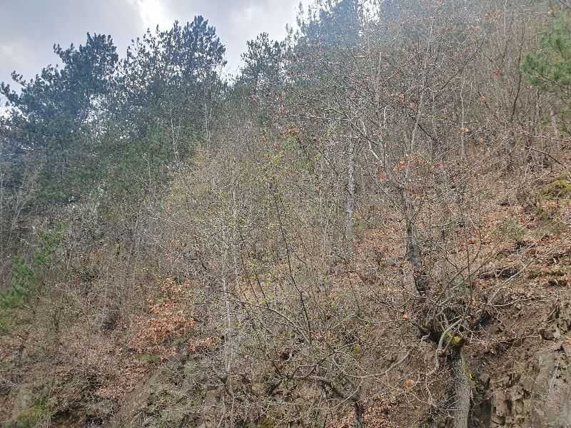 Парцел Томпсън