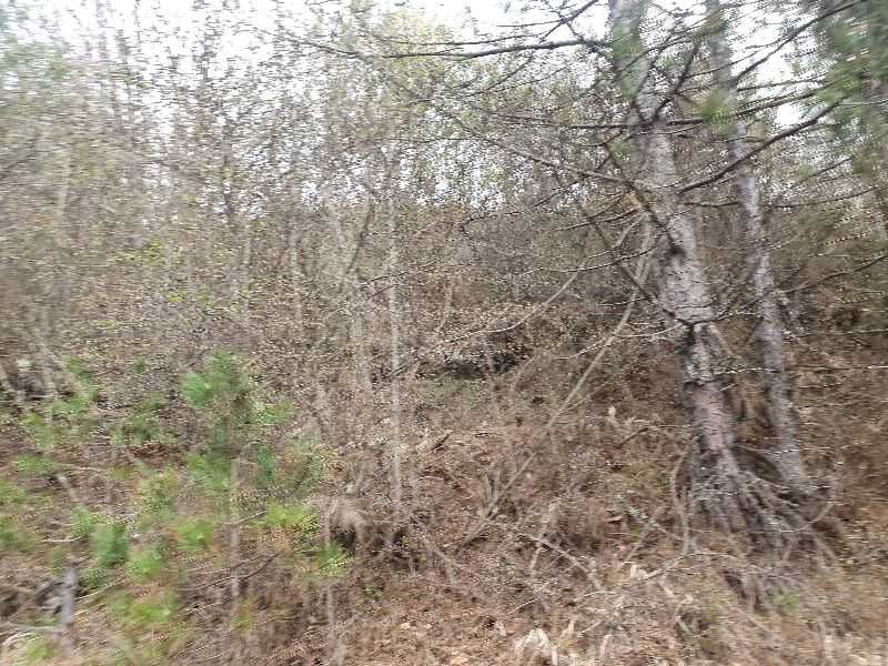 Парцел Томпсън