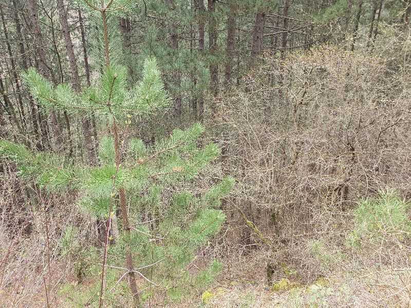 Парцел Томпсън