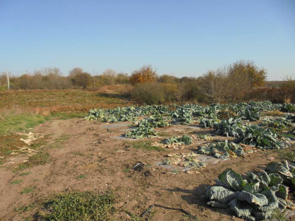 Парцел в с. Ведрина