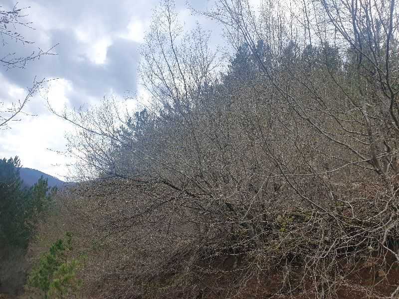 Парцел Томпсън