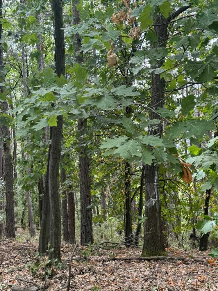 Парцел Войнеговци