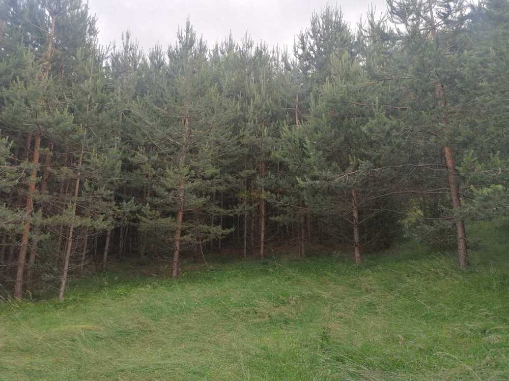 Земеделска земя Петково