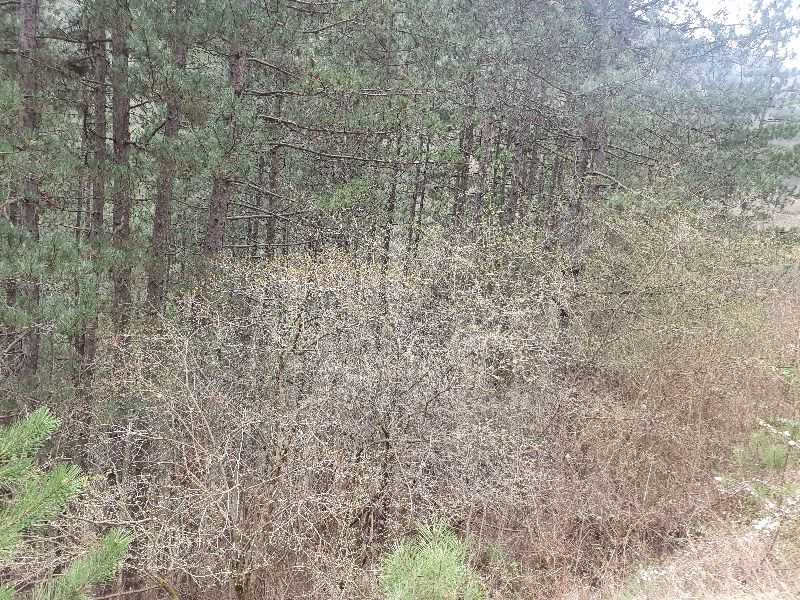 Парцел Томпсън