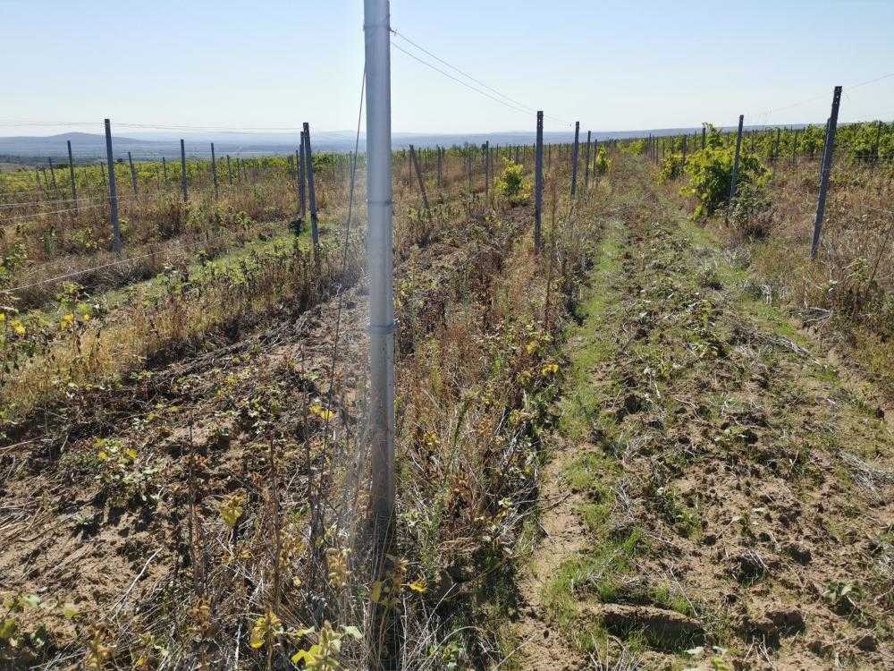 Земеделска земя Сунгурларе