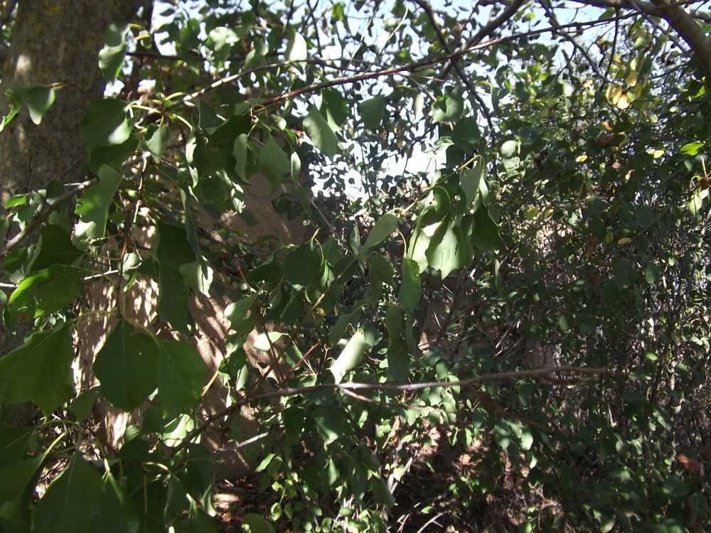 Парцел с къща Жегларци