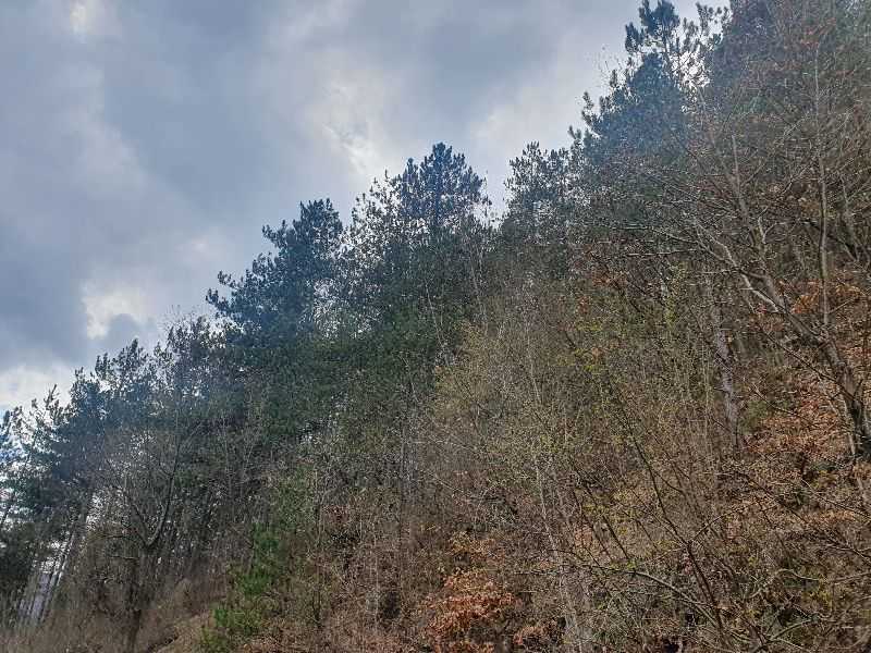 Парцел Томпсън