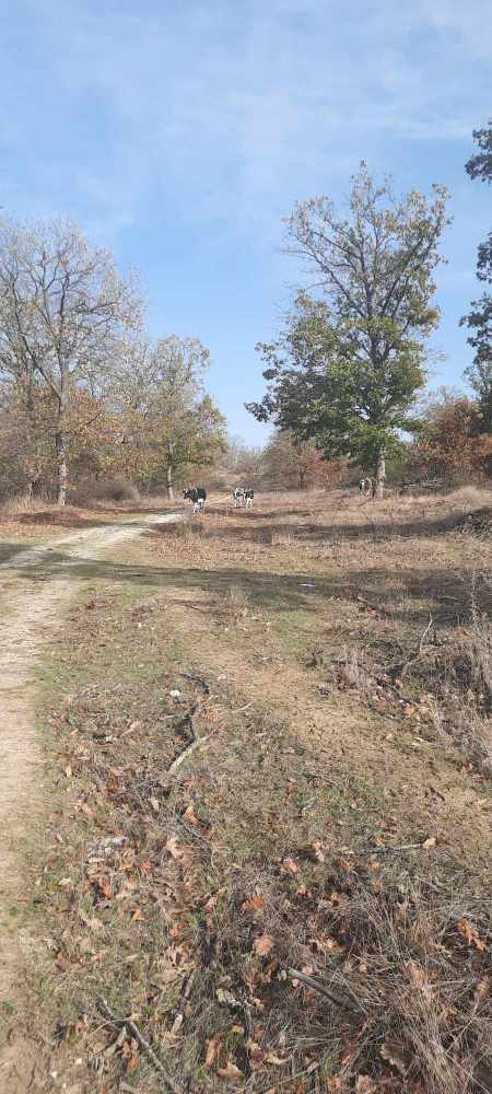 Парцел Близнаци