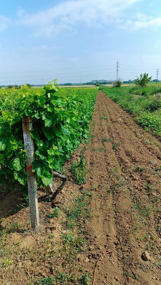 Земеделска земя Брестовица