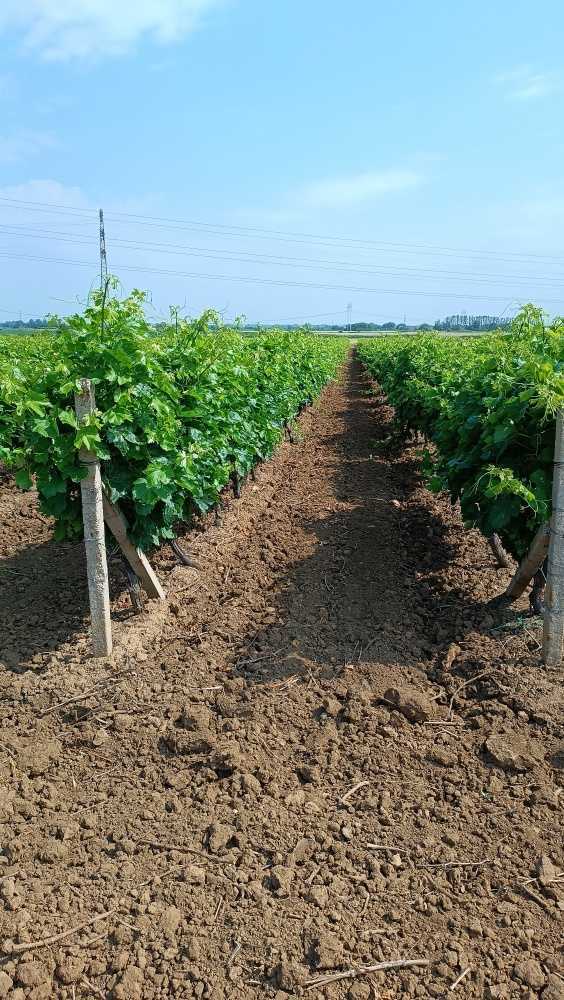 Земеделска земя Брестовица