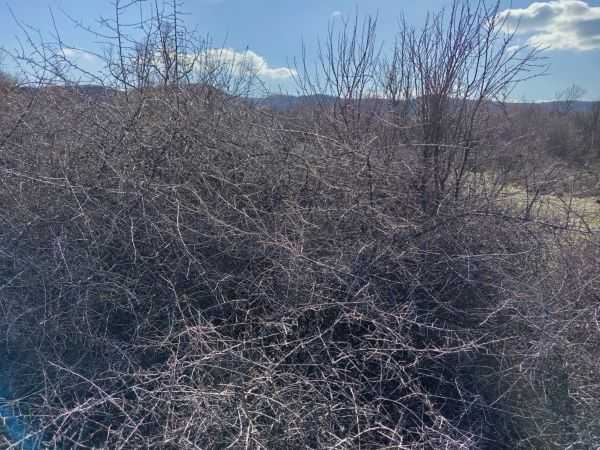 Земеделска земя Сестринско