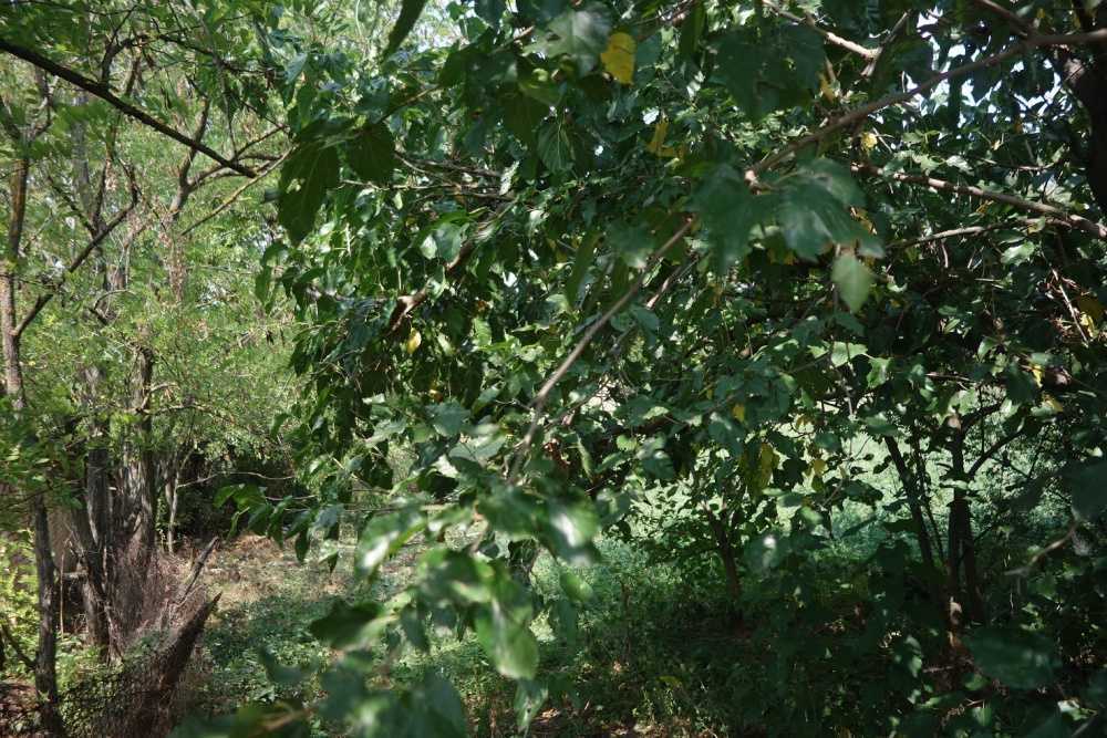 Парцел Михалци