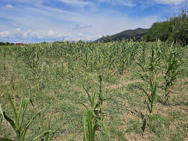 Земеделска земя Скравена