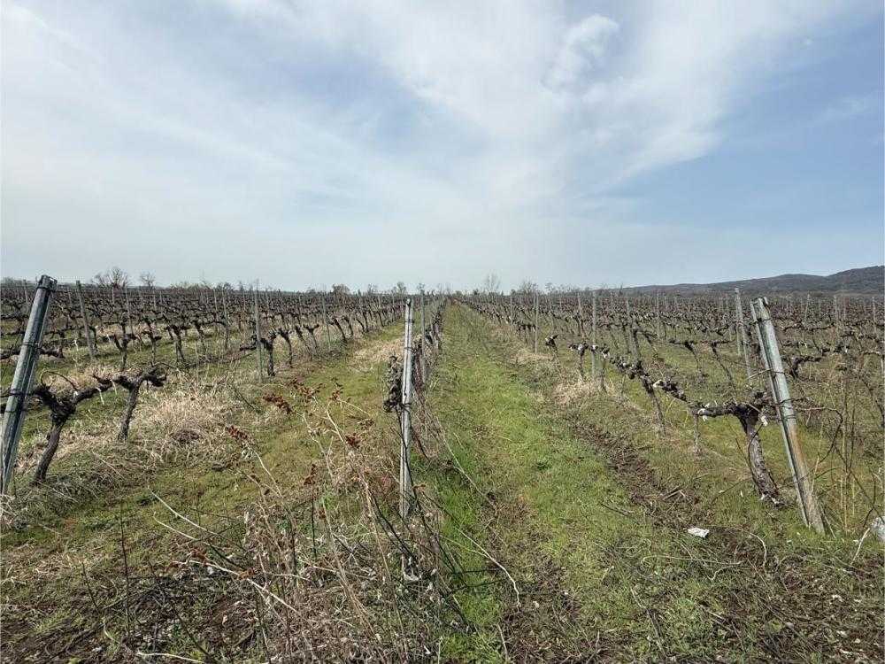 Земеделска земя Венец