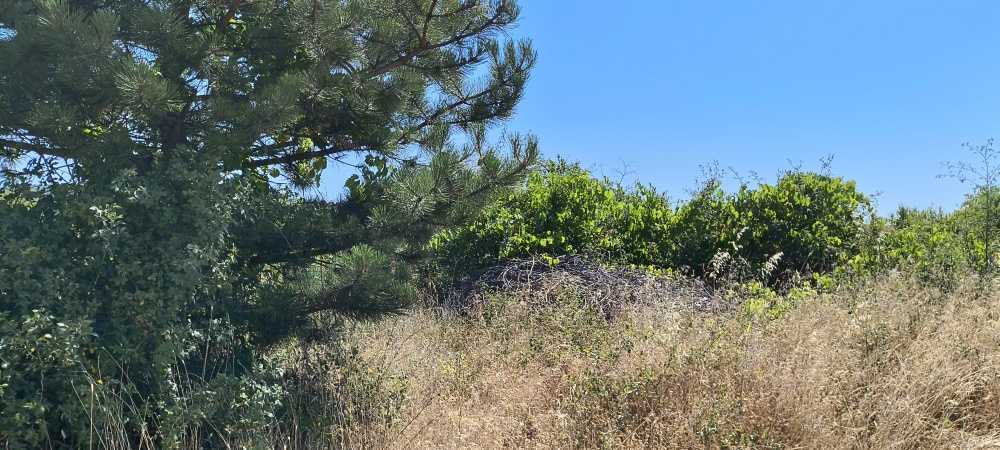 Земеделска земя Лозарево