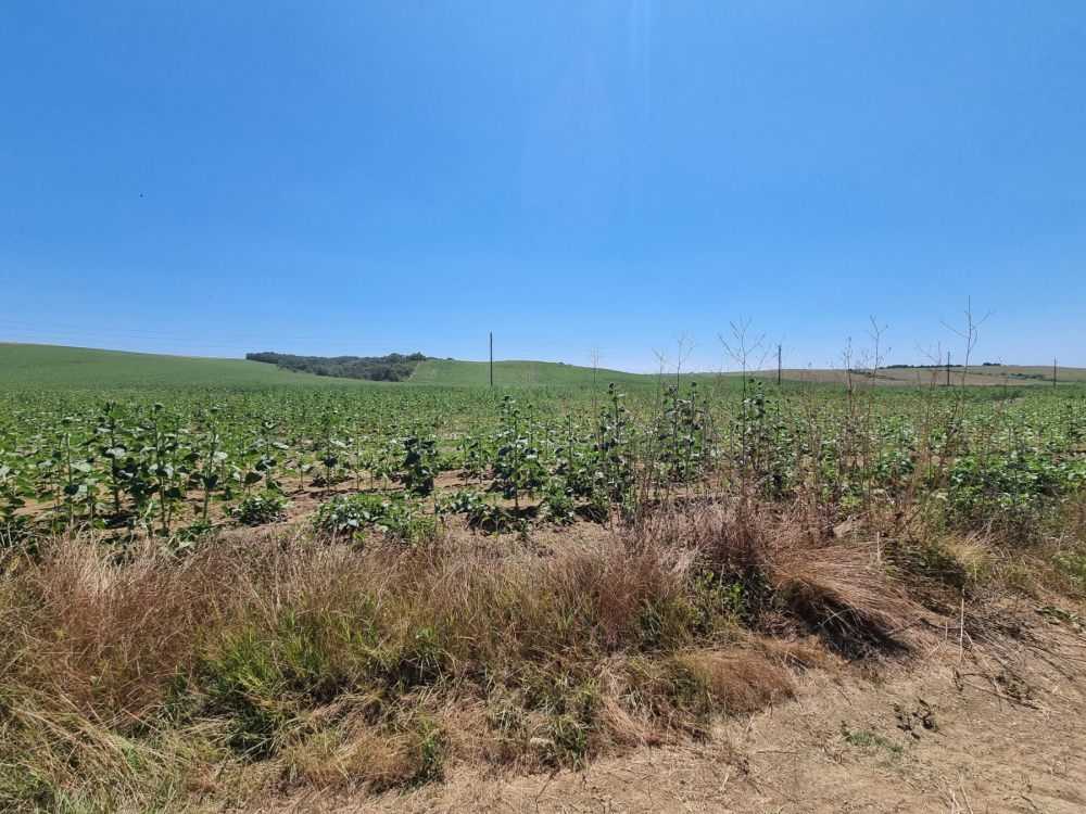 Парцел Бяла