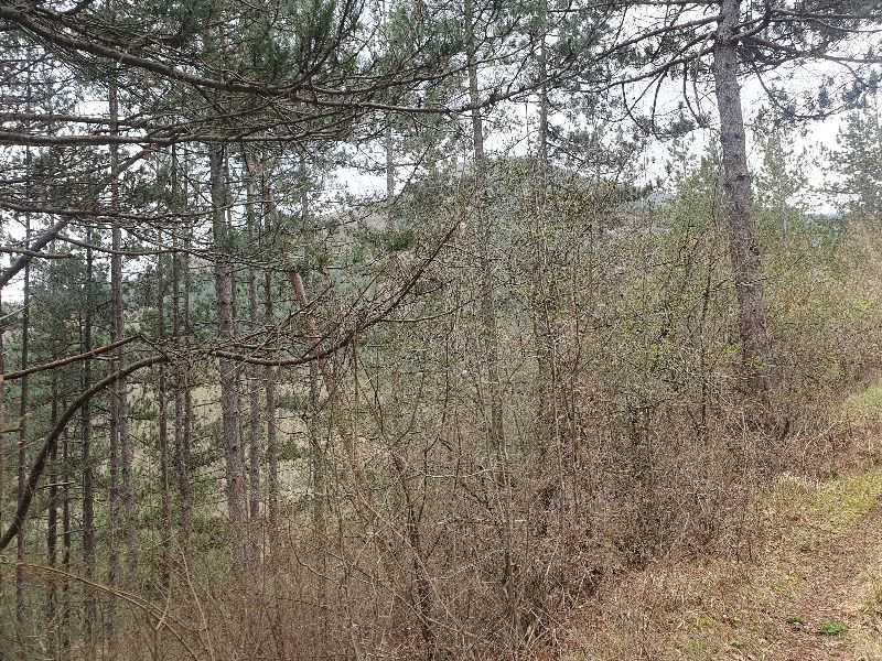 Парцел Томпсън