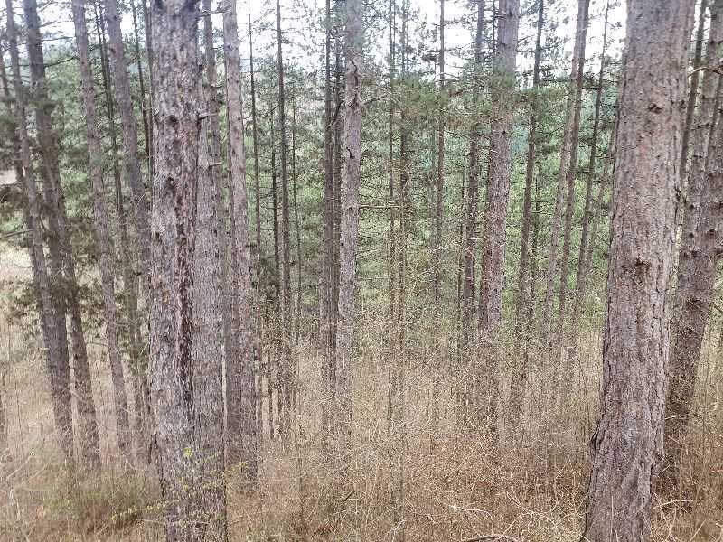 Земеделска земя Томпсън