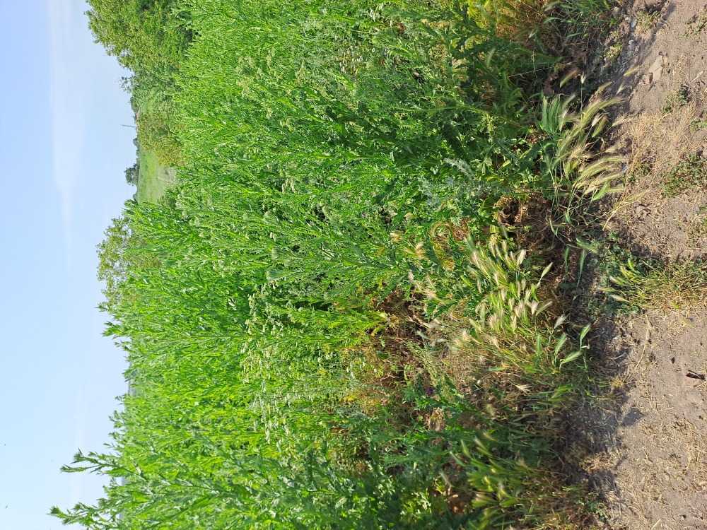 Парцел Видно