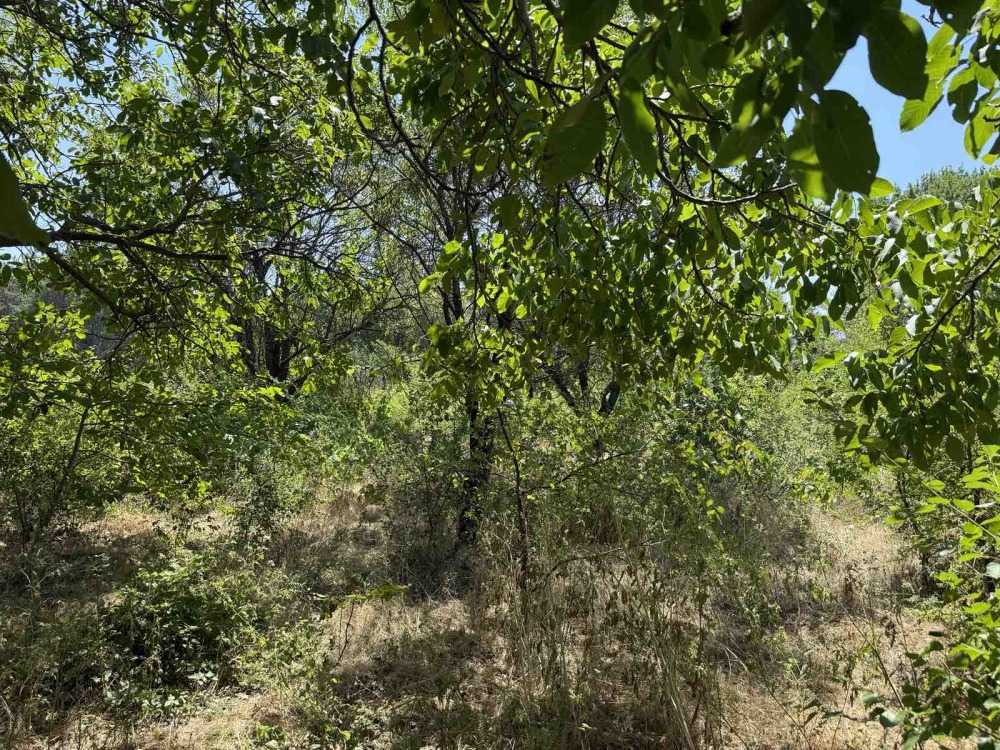 Земеделска земя Малка Верея