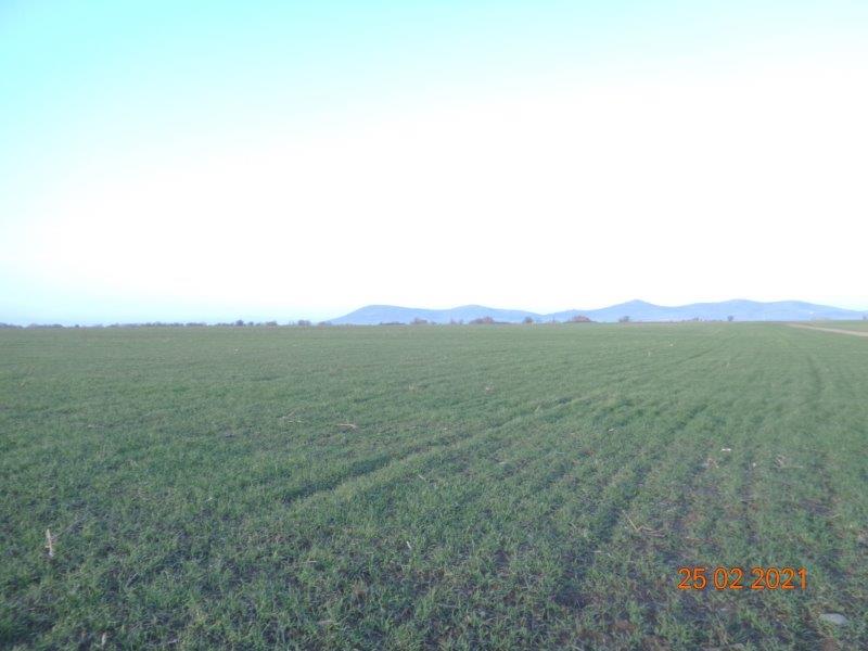 Земеделска земя Росен