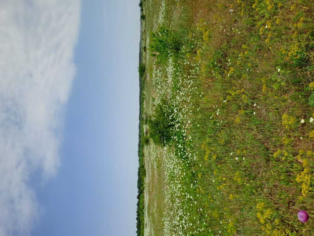 Парцел Топола