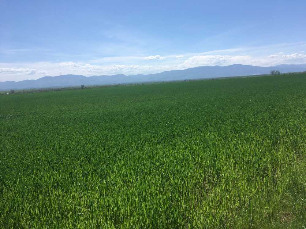 Земеделска земя Татарево