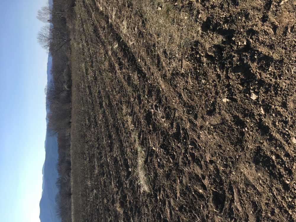 Земеделска земя Христо Даново