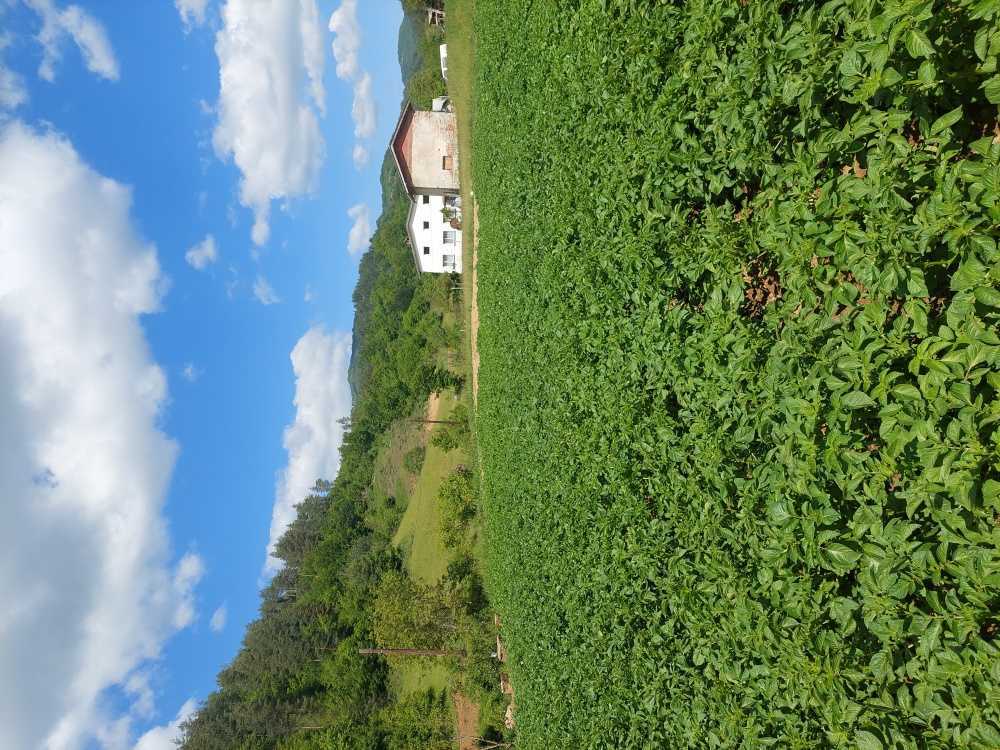 Парцел Неделино