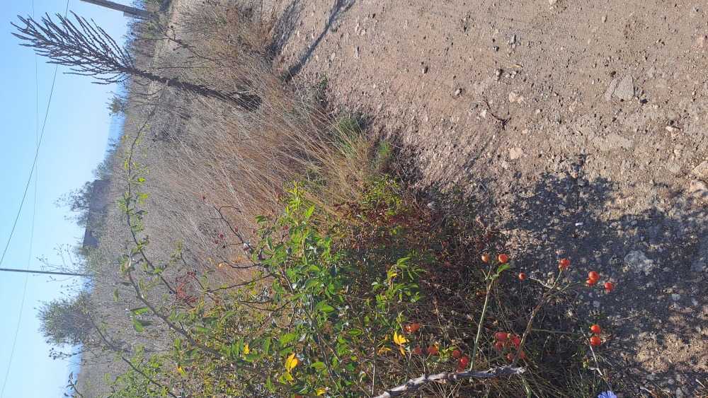 Парцел Топола