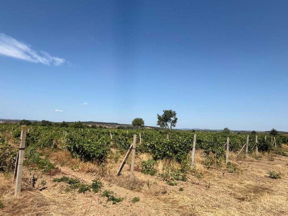 Земеделска земя в Черница