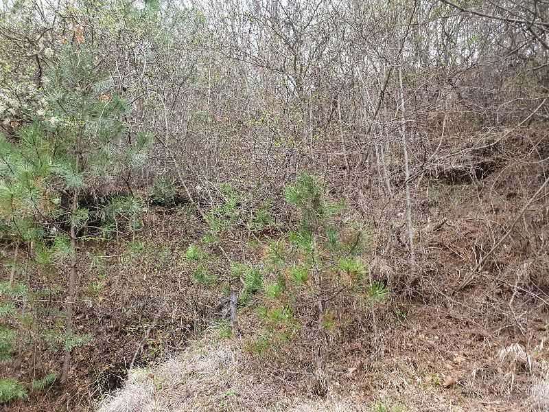 Парцел Томпсън