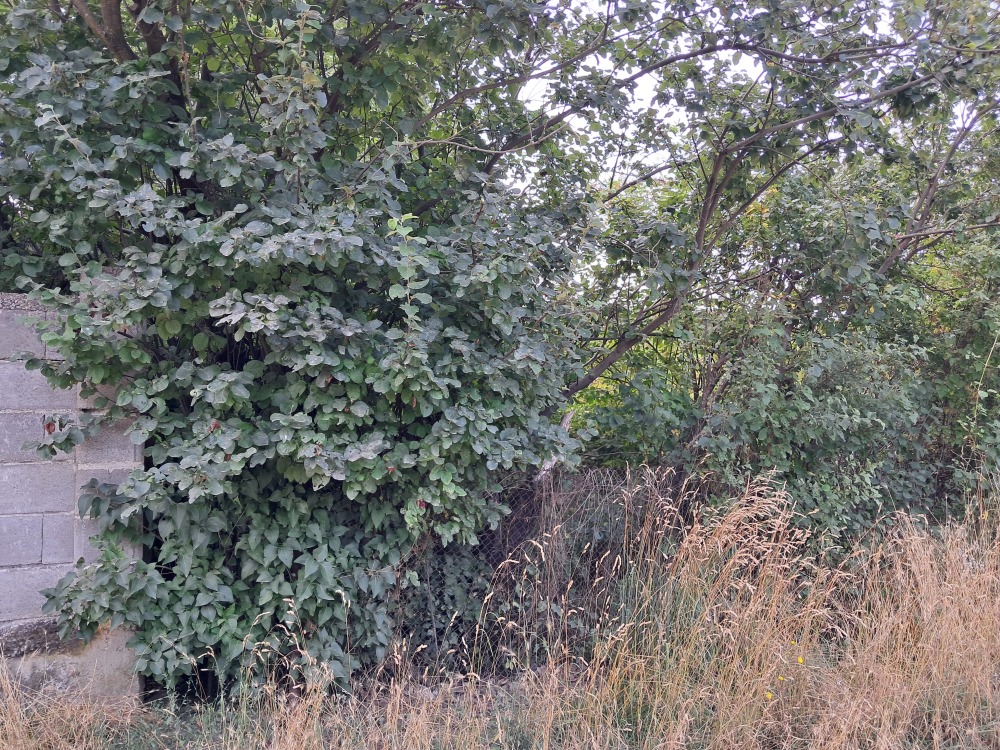 Парцел в Тополница, гр. Дупница, ул.&rdquo;Солун&rdquo; №1, ет. 1, стая №5.