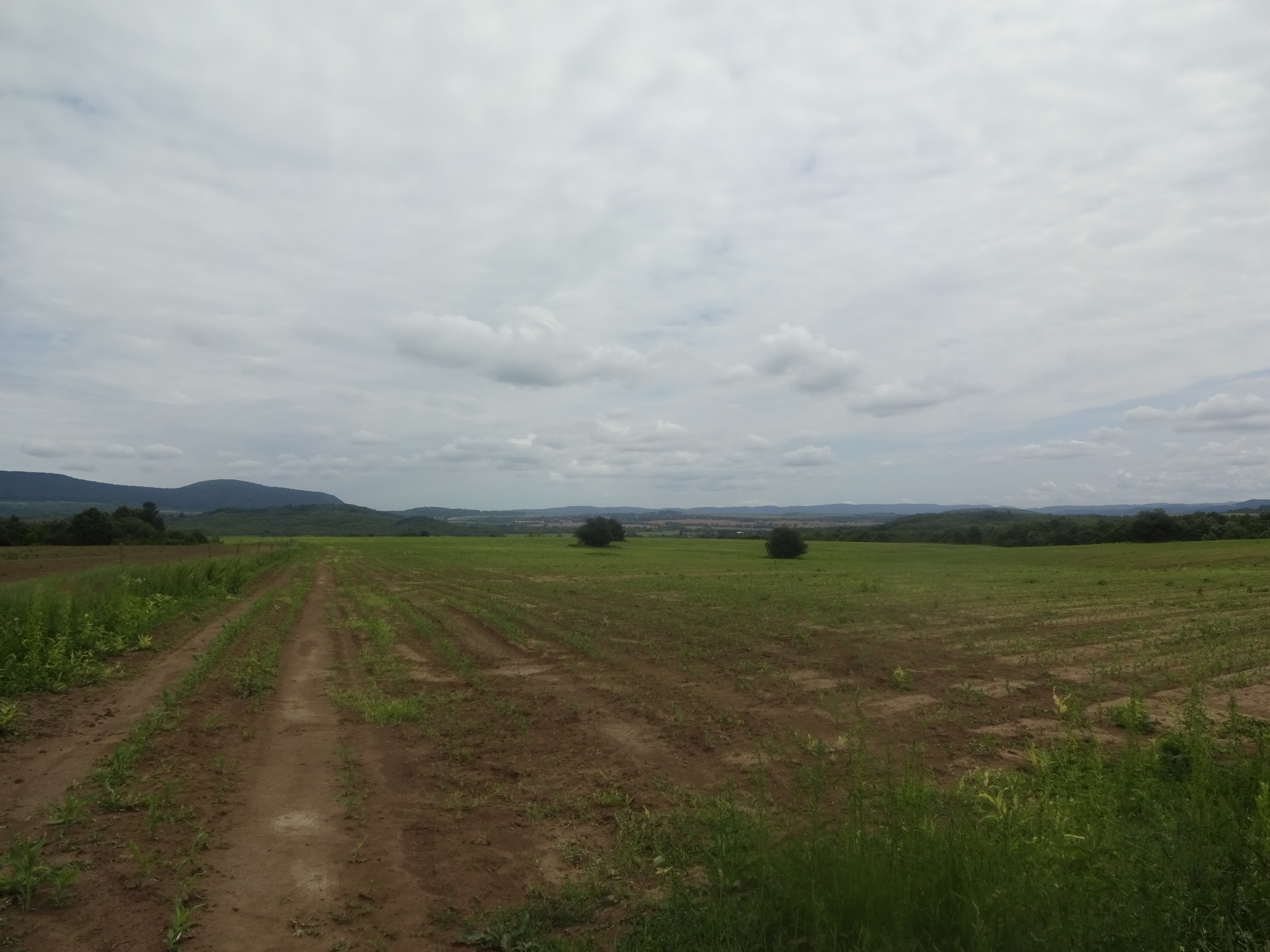Земеделска земя в Севлиево, село Градница, общ. Севлиево, местност Бяло поле